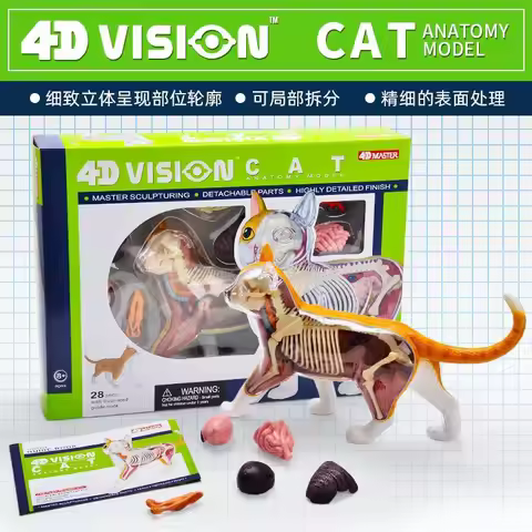 4D Master Simulation Orange Cat Anatomy Model Perspective Visceral Skeleton Veterinary Hospital Blac