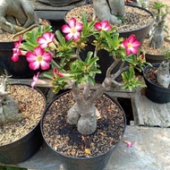 Tania Garden- tanaman hias bonsai adenium/kamboja adenium/bonsai