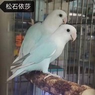 Live Bird Fertilized Bird Egg Baby Bird Turquoise Hand-raised Pet Bird Talking Budgerigar Breeding E
