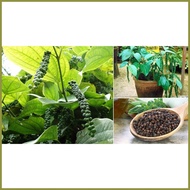 ✌ ◫ ▦ peppercorn plant seeds paminta piper nigrum