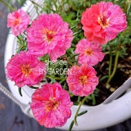 150 biji benih Red Peppermint • Hybrid Moss Rose seeds • Biji benih ros jepun hibrid • Portulaca