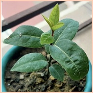 ◄ ✻ ∆ 1PCS Bay Leaf Seeds Laurel Plant Bayleaf Tree Seeds【COD】