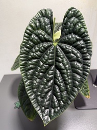 Anthurium Luxurians 奢華花燭