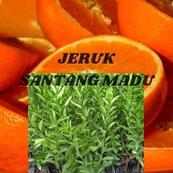 Bibit jeruk santang madu cepat berbuah || Bibit jeruk santang madu hasil okulasi