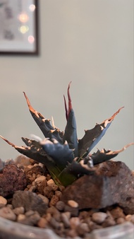 Agave Utahensis 特刺 曲刺妖炎  實生 塊根 多肉 植物 盆栽