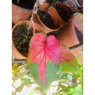 keladi Red Clone/Caladium