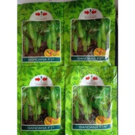 BANDANA F1 cucumber seeds, 800 seeds