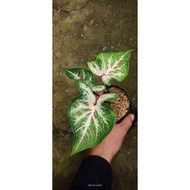Sindo - Caladium sp Bulbs   Vibrant and Variegated Beauties for Your Garden