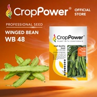 (200 GRAM) Biji Benih Kacang Botol Big Four 大四喜 WB48 CROP POWER Winged Bean seeds 四棱豆种子 WB 48