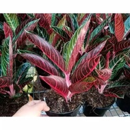tanaman hias aglonema red sumatra - aglonema red sumatra