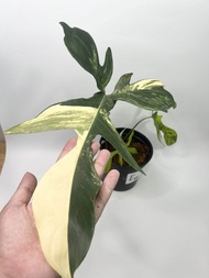 Tanaman Hias Philodendron Florida Beauty Variegata - Flobe Variegata