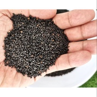 Biji Selasih / Basil Seed