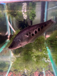 Clown knife fish
