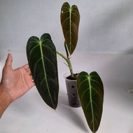 Sindo - Philodendron Melanochrysum Narrow Form Live Plant ONO84VW9PW