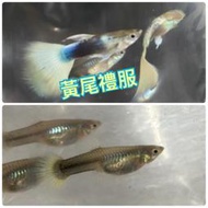 【嘉嘉寵物】🐟黃禮 黃白 黃尾禮服白子 孔雀魚🐟 觀賞魚蝦  （飼料餌料）