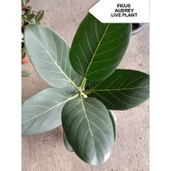 【High Rate】 Ficus/ rubber tree AUDREY