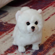 Pomeranian Plush Toy Dog Doll Simulation Dog Stuffed Animal Toy Super Realistic Dog For Pet Kawaii B