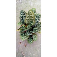 Calathea peacock/makoyana super lush (BIG SIZE) live plants