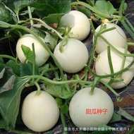 Authentic Melon Seeds Melon Golden Melon Spring Autumn Early Ripe Fruit Seeds Encyclopedia Super Swe