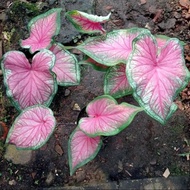 tanaman hias caladium florida - caladium florida