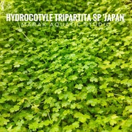 Hydrocotyle Tripartita 'japan' Tumbuhan Aquatic Aquascape