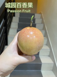 Fresh Passion Fruit (500g) Local Farm More Sweet and Less Sour. Fresh Fruit MyGAP Certified