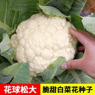 Ready Stock Quick Shipment Cauliflower Seeds Pine Cauliflower White Cauliflower Organic Seaweed Seed