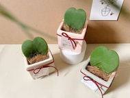|GREEN園藝植栽|用愛灌溉情人節心葉毬蘭盆栽/七夕/情人節/情人節禮物/告白禮物/婚禮小物/可代寫卡片/開幕禮、生日禮、喬遷、紀念毛孩、謝師禮