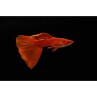 GPS Aquatic Albino Full Red Guppy 1 pair