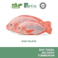 Ikan Talapia Merah 1kg