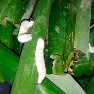 Kepompong dan ulat daun pisang