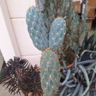 Cactus ( Opuntia Miquelii 烈刺柱)