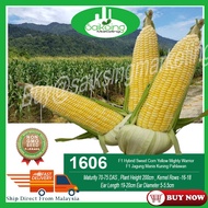 (NEW) 500G 1606 (1602) F1 HYBRID SWEET CORN YELLOW MIGHTY WARRIOR / JAGUNG MANIS KUNING PAHLAWAN