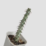 zac.culent - Euphorbia erigavensis (Succulent Cactus)