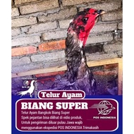 biang induk ayam bangkok pakhoy super telur tetas