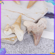 🎁 JCTTTY 🎀 Megalodon Tooth Fossil Shark Teeth Marine Biology Science Teaching Specimen