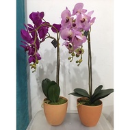 KAISON Artificial Orchid - 75cm