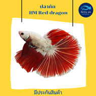ปลากัดฮาฟมูน เรดเราก้อนHM Red Dragon เลี้ยงสวยงาม มีประกันสินค้า