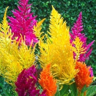 80 เมล็ด ดอกสร้อยไก่ ดอกด้าย Celosia Plumosa ความหมายคือ รักนิรันดร์ ความรักที่ซื่อสัตย์ สายพันธุ์ P