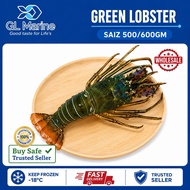 【Wholesales】[Premium Grade] GL MARINE Green Lobster 青龙虾 [ Size : 500/600gm/EKOR]