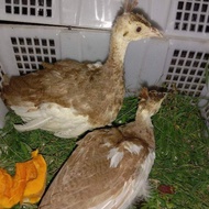 Sepasang Anakan Burung Merak Ungu 1 Bulan