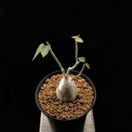 SG2664-稀有非洲裂岩榕🔥多肉植物小盆栽禮物🔥