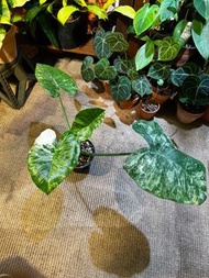 Alocasia macrorrhizos albo variegata 白錦姑婆芋盆栽 錦化植物 variegated plant