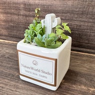 新竹 【侏儸紀多肉植物】盆栽+擴香石