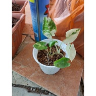 Keladi Gold 916 / Alocasia Macrorrhiza New Guinea