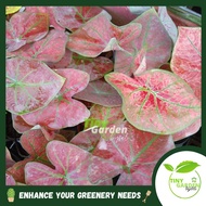 Caladium Super Daging Mix Plant Indoor Outdoor Leafy Plant |LIVE PLANT (PTP0393)