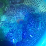 ikan hias laut anemon karpet
