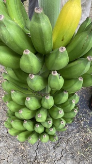 Bibit pisang Raja Bulu/pisang Raja Sajen