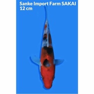 Sanke Koi Import Farm SAKAI Jepang murah potensial ikan berserty