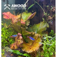 Red Tiger Lotus Aquaplant | Aquascape | Paludarium | Awood Farm